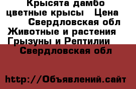 Крысята дамбо цветные крысы › Цена ­ 250 - Свердловская обл. Животные и растения » Грызуны и Рептилии   . Свердловская обл.